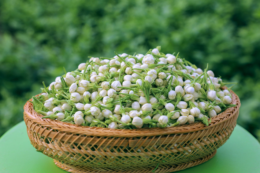 新鲜采摘的茉莉花。黄汝德摄