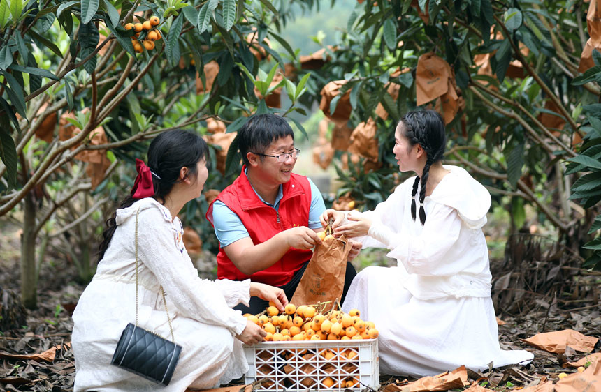 在广西柳州市融安县大良镇石门村,游客正在挑选枇杷。