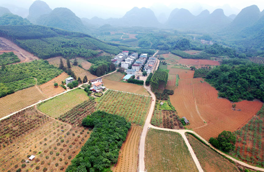 航拍广西柳州市融安县大良镇石门村枇杷园。