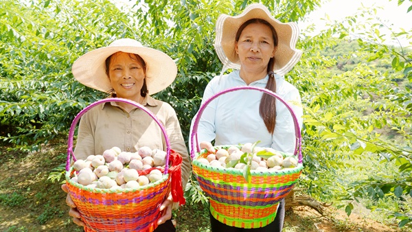 三华李喜丰收，村民乐开怀。邹庆林摄