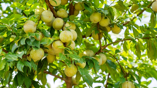 三华李挂满枝头。邹庆林摄