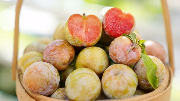 港北区中里乡铁岭村三华李喜获丰收。邹庆林摄