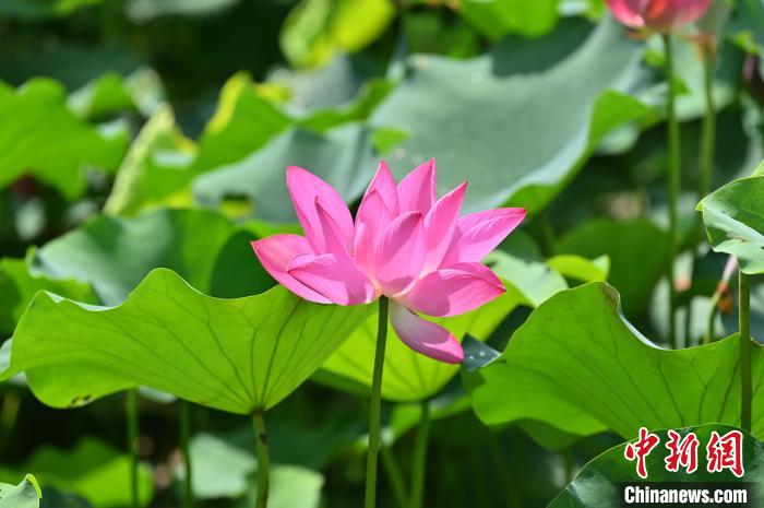 图为荷花美景。 俞靖 摄 图为荷花美景。 俞靖 摄