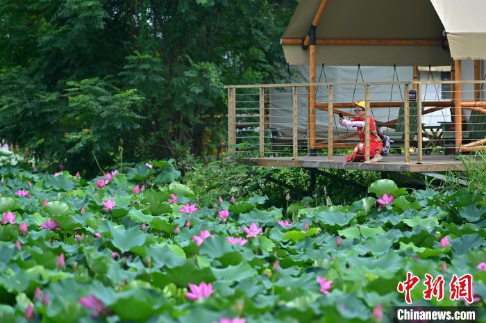 图为荷花绽放,吸引游人拍摄。 俞靖 摄 图为荷花绽放,吸引游人拍摄。 俞靖 摄