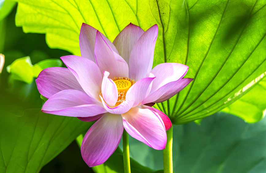 荷花竞相绽放。