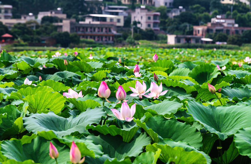 荷花竞相绽放。