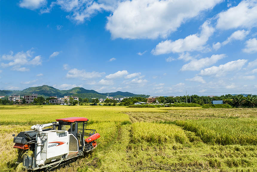 农民驾驶收割机收割早稻。何华文摄