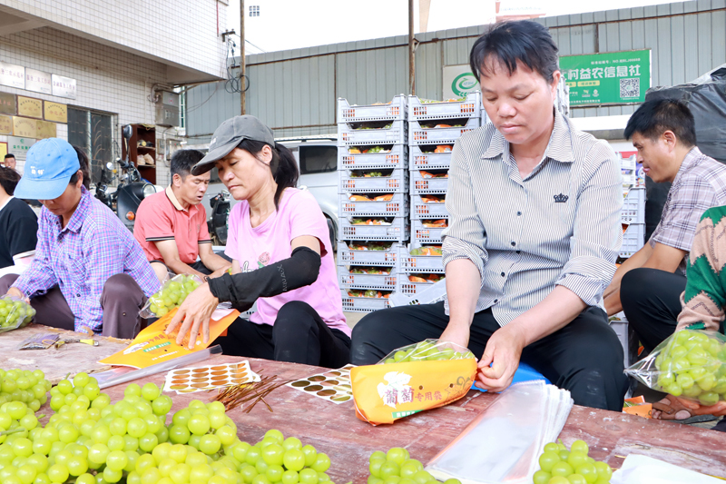 装袋、打包葡萄