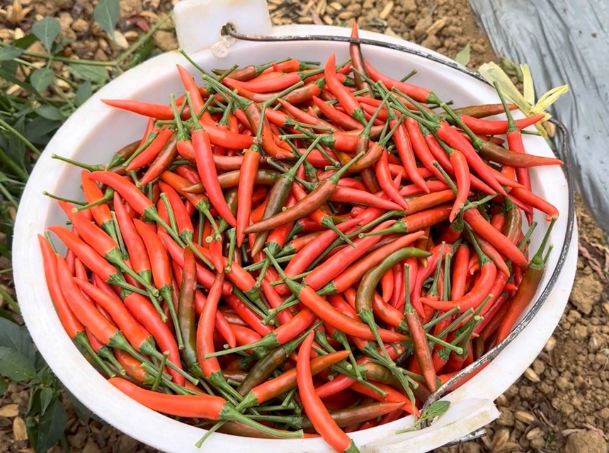 红艳油亮的辣椒。何颖摄
