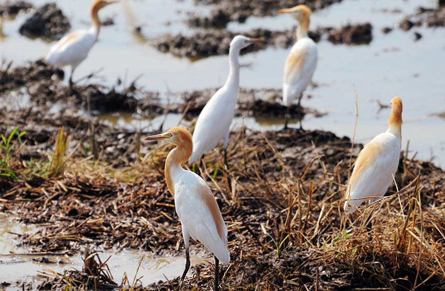 白鹭聚集在农田里。