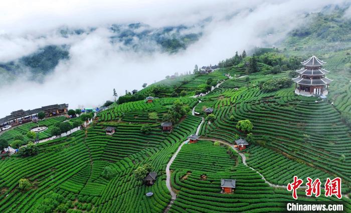 布央村风光秀丽，山峦起伏，雨后茶园云雾缭绕，宛如仙境。龚普康 摄