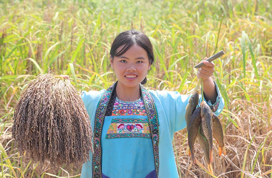 女孩在稻田里展示高山大糯和高山稻鱼。