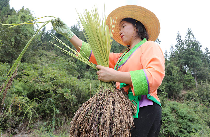 在三江侗族自治县富禄苗族乡大顺村，一名妇女在整理禾把。