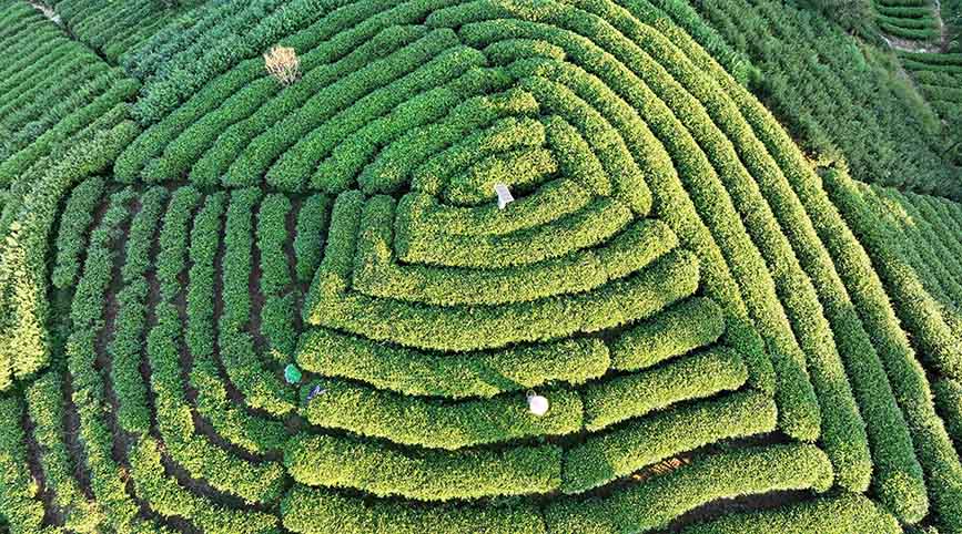 10月15日,无人机航拍三江侗族自治县八江镇布央村仙人山茶园。