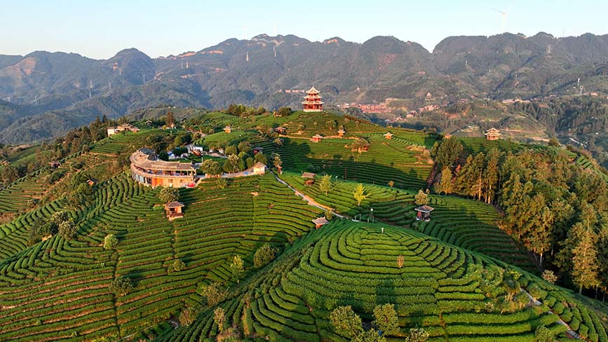 10月16日,晨光照射下的三江侗族自治县八江镇布央村仙人山茶园。