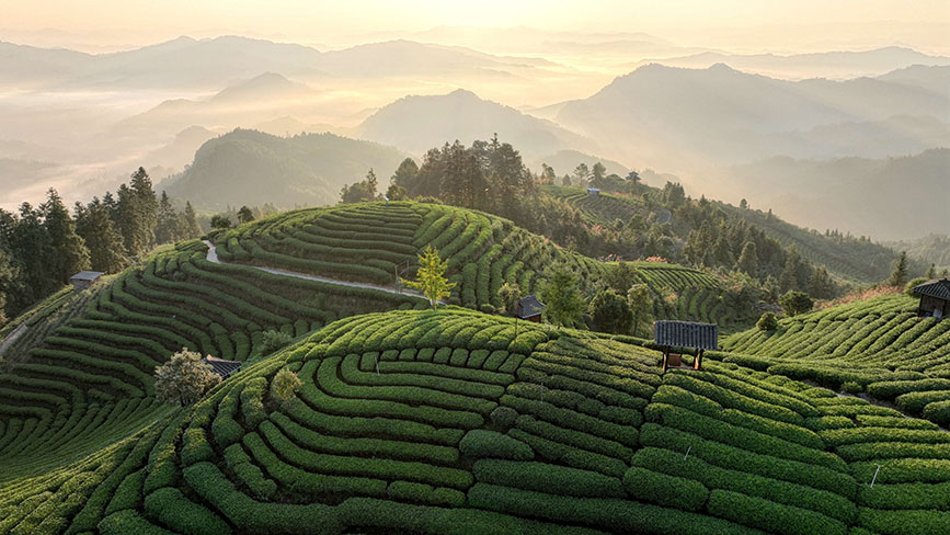 10月16日,晨光照射下的三江侗族自治县八江镇布央村仙人山茶园。
