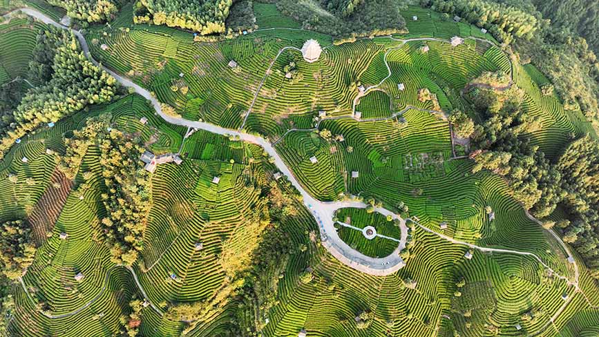 10月16日,俯拍三江侗族自治县八江镇布央村仙人山茶园。