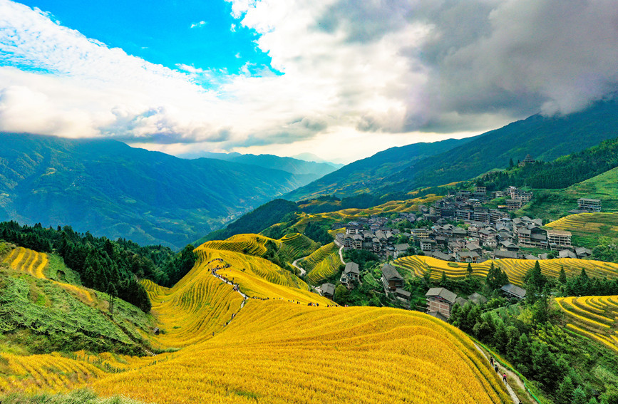 金黄色梯田。潘志祥摄