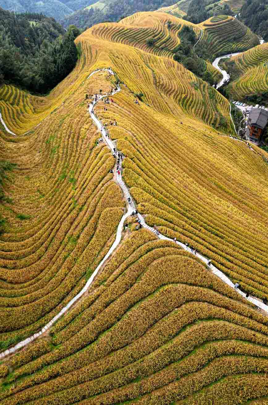 层层叠叠的金色梯田