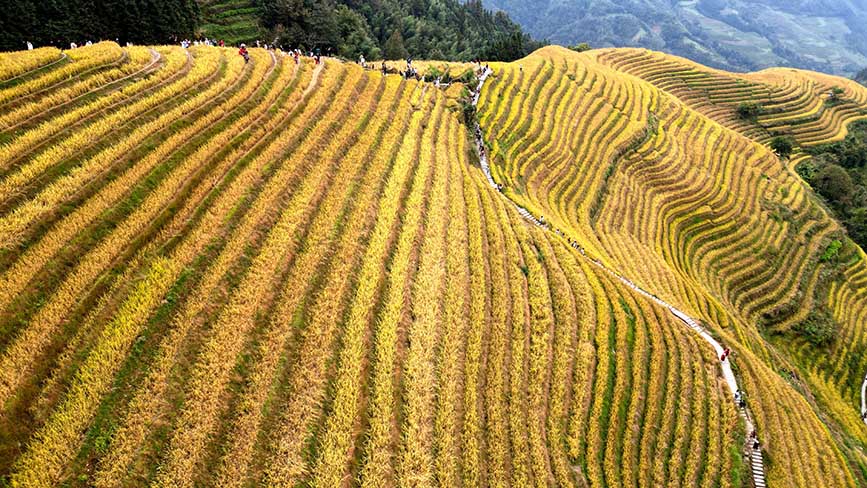 层层梯田呈金黄色