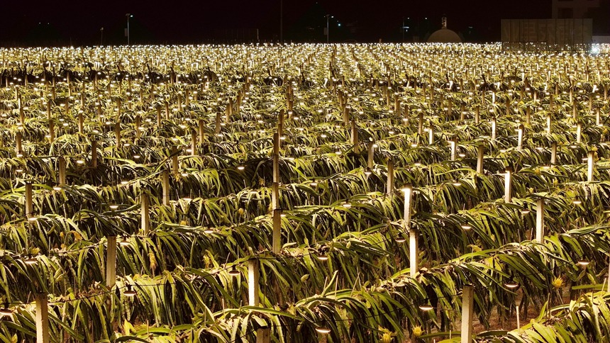 火龙果基地灯火通明。港北区融媒体中心供图