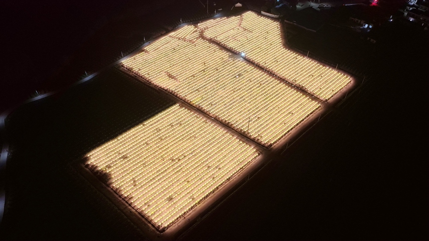 火龙果基地灯火通明。港北区融媒体中心供图