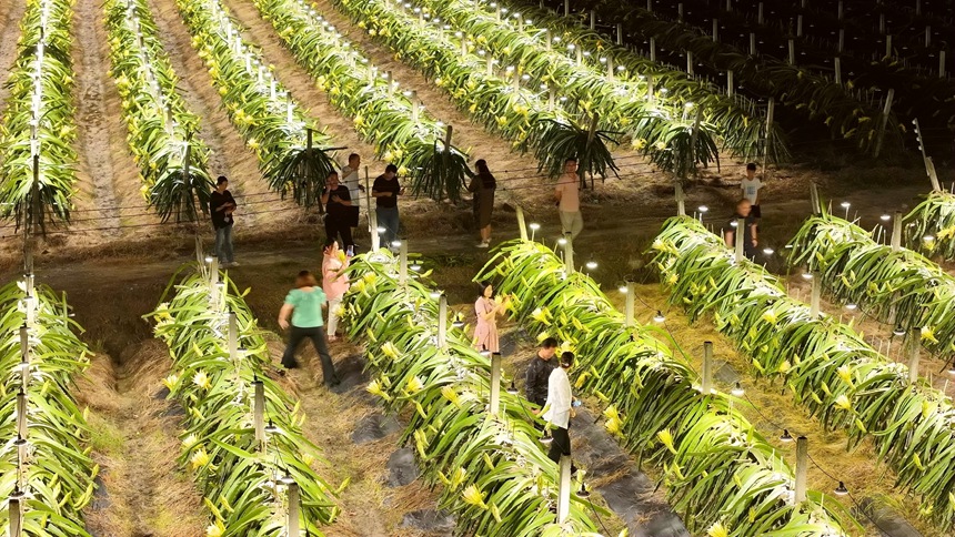 游客正在打卡拍照。港北区融媒体中心供图