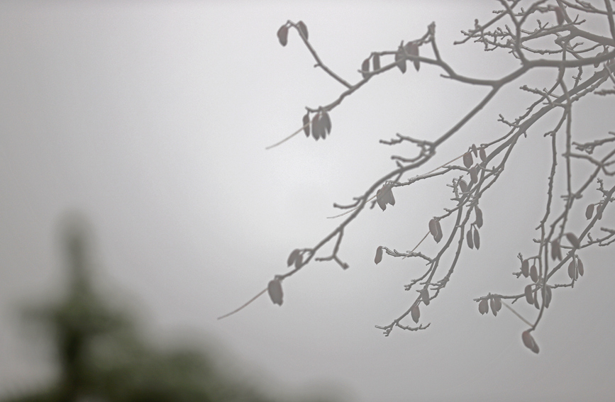 雾凇美景。阳海翔摄