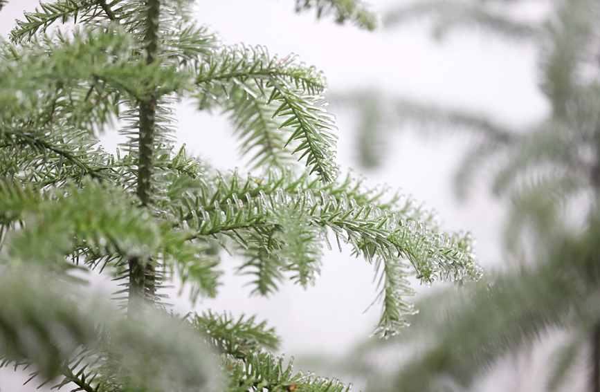 雾凇美景。阳海翔摄
