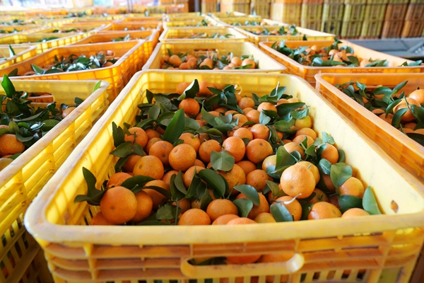 砂糖橘 李宇常摄.jpg