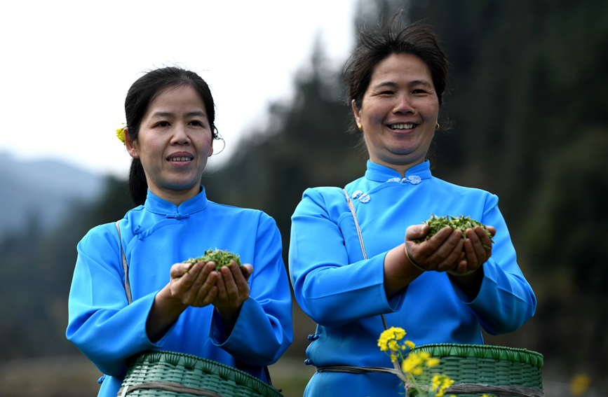 村民在展示采摘到的茶叶。潘志祥摄