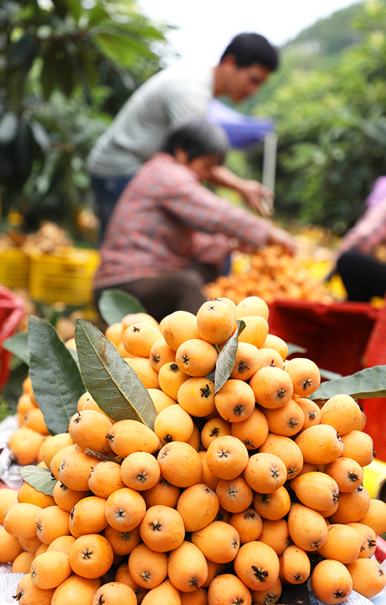 果农正在给枇杷装筐。杨曼摄
